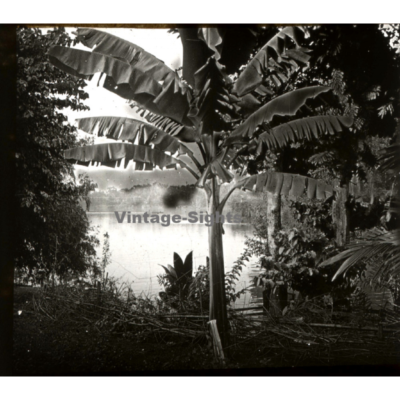 Indochina: Banana Tree On Rivershore / Musa (Vintage Stereo Glass Plate ~1920s/1930s)