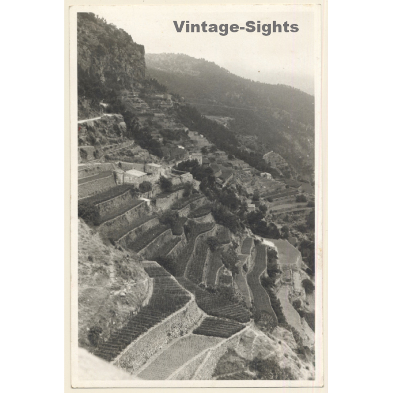 Banyalbufar / Mallorca: Marjades - Stone Terraces - Wine (Vintage Photo 1958)