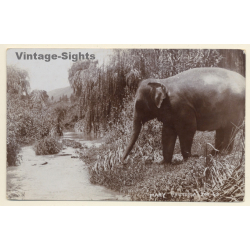 Pretoria Zoo / South Africa: Elephant Mary (Vintage RPPC ~1910s/1920s)