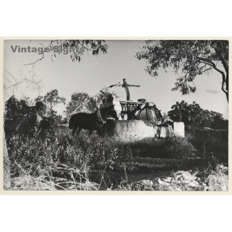 Mallorca: Horse Powered Rural Water Well / Pozo De Aqua (Vintage Photo ~1960s)