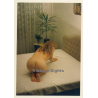 Erotic Study: Rear View Of Natural Nude Redhead Kneeling On Bed*2 (Vintage Photo ~1990s)