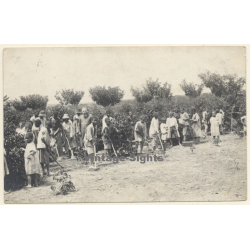 Huambo / Orange Free State (South Africa): Prefect Keiling On Coffee Plantation (Vintage RPPC 1925)