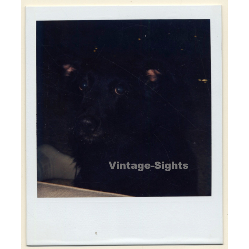 Photo Art: Dark Dog Eyes (Vintage Polaroid SX-70 1980s)