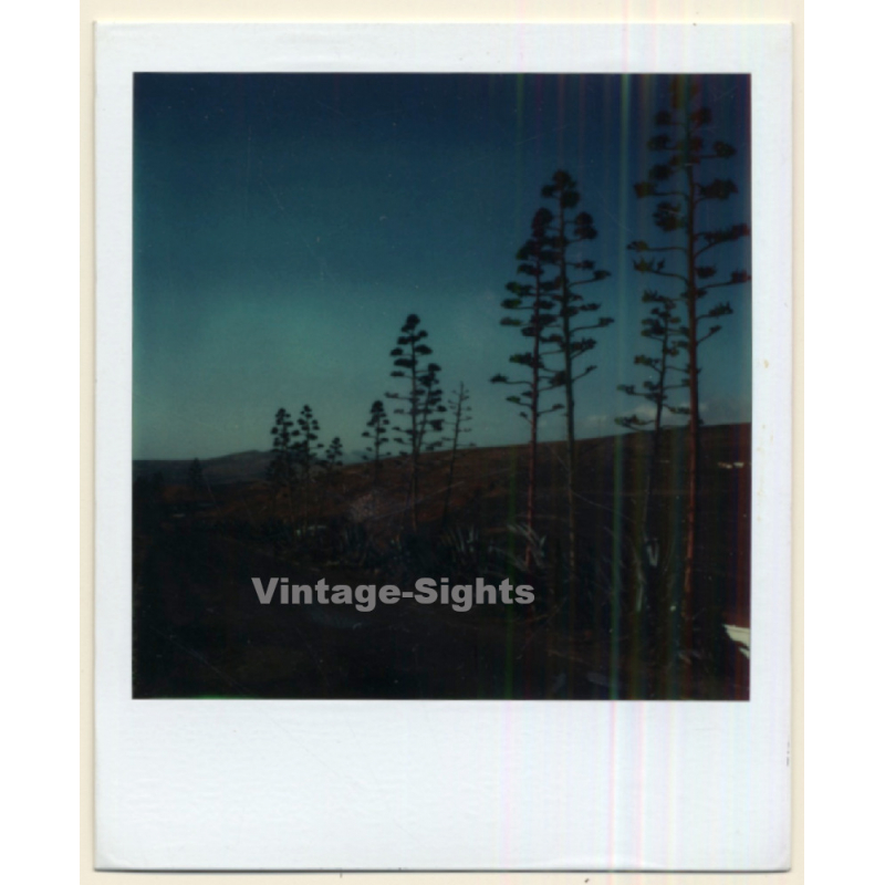 Photo Art: Lonely Trees In The Dusk (Vintage Polaroid SX-70 1980s)
