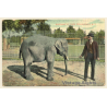 New York / USA: Elephant At Park Zoo, Buffalo, N.Y. (Vintage PC 1909)