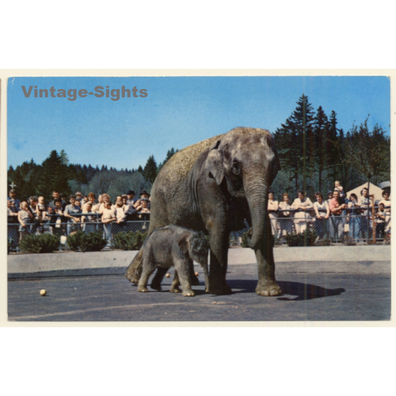 Portland / USA: Packy & Mother Belle / Elephant - Zoo (Vintage PC) Portland / USA: Packy & Mother Belle / Elephant - Zoo (Vintage PC)