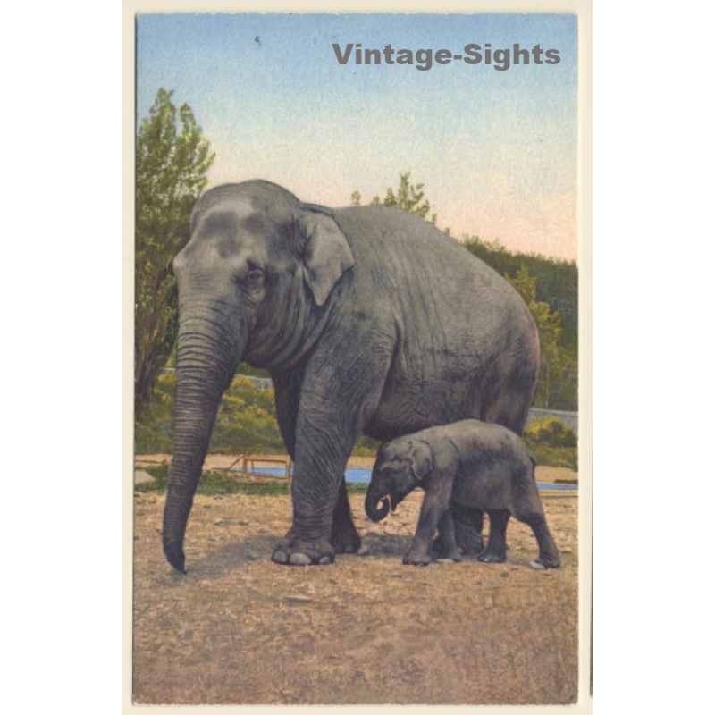 Elephant Cow & Calf / Baby (Vintage PC) Elephant Cow & Calf / Baby (Vintage PC)