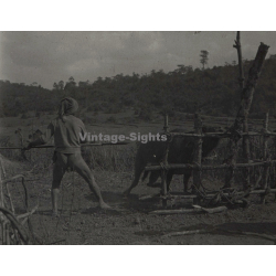 Vietnam: Native Moï With Spear About To Stab A Cow (Vintage Stereo Glass Plate ~1920s/1930s)
