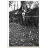 Artistic Erotic Study: Rear View Nude Female In Front Of Impressive Tree (Vintage XL Photo France 30 x 21 CM 1980s)