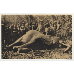 Mission Of The Assumptionists - Dead Elephant - Congo / Africa (Vintage PC B/W)
