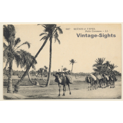 LL 6417: Petite Caravanne / Camels (Vintage PC 1925)