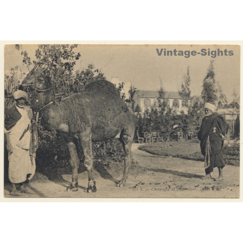 Tunisia: Chameau et Chamelier / Camel (Vintage PC 1910s/1920s)