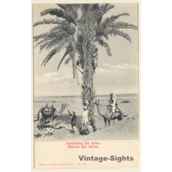 Egypt: Harvesting The Dates / Camels (Vintage PC 1910s)