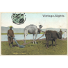 Egypt: Camel & Ox Plow / Agricultur (Vintage PC 1913)