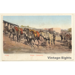 Tanger / Morocco: Caravanne - Camel Caravan (Vintage PC ~1900s)