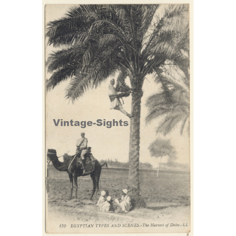 Egypt: Harvest of Dates / Camel - Palm Tree (Vintage PC 1910s/1920s)