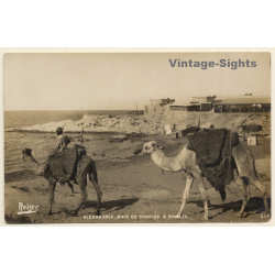 Alexandria / Egypt: Bay from Stanley to Ramleh / Camels (Vintage RPPC 1920s)