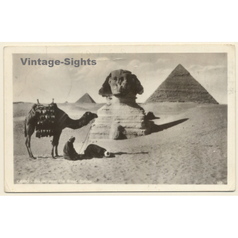 Cairo / Egypt: Prayer Near The Great Sphinx / Pyramids - Camel (Vintage RPPC 1956)