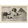 Cairo / Egypt: Prayer Near The Great Sphinx / Pyramids - Camel (Vintage RPPC 1956)
