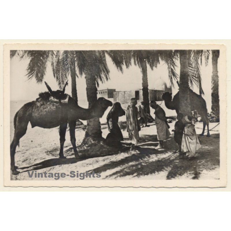 Algeria: Caravane Au Repos /  Camels - Nomads (Vintage RPPC 1920s/1930s)