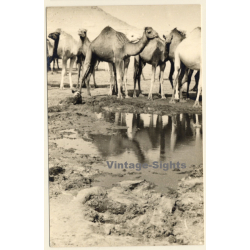 Egypt: Camel Herd at Waterhole / Pyramide (Vintage RPPC 1910s/1920s)