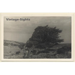 Rab / Croatia: Tree Heather in the Wind (Vintage RPPC 1937)