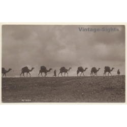 Africa: Camel Caravan In The Desert (Vintage RPPC ~1910s/1920s)