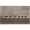 Africa: Camel Caravan In The Desert (Vintage RPPC ~1910s/1920s)