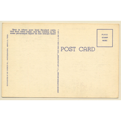 Wild West: Rounding Up Hereford Cattle / Cowboys (Vintage Linen PC ~1930s)