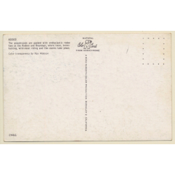 Pendleton Roundup Rodeo: Cowboy On Horse In Action (Vintage PC ~1960s)