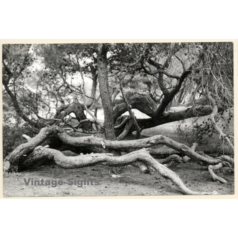Mallorca: Great Take Of Pine Forest / Tree (Vintage Photo ~1960s)