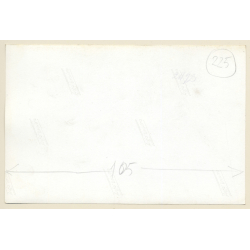 Mallorca: Great Take Of Pine Forest / Tree (Vintage Photo ~1960s)