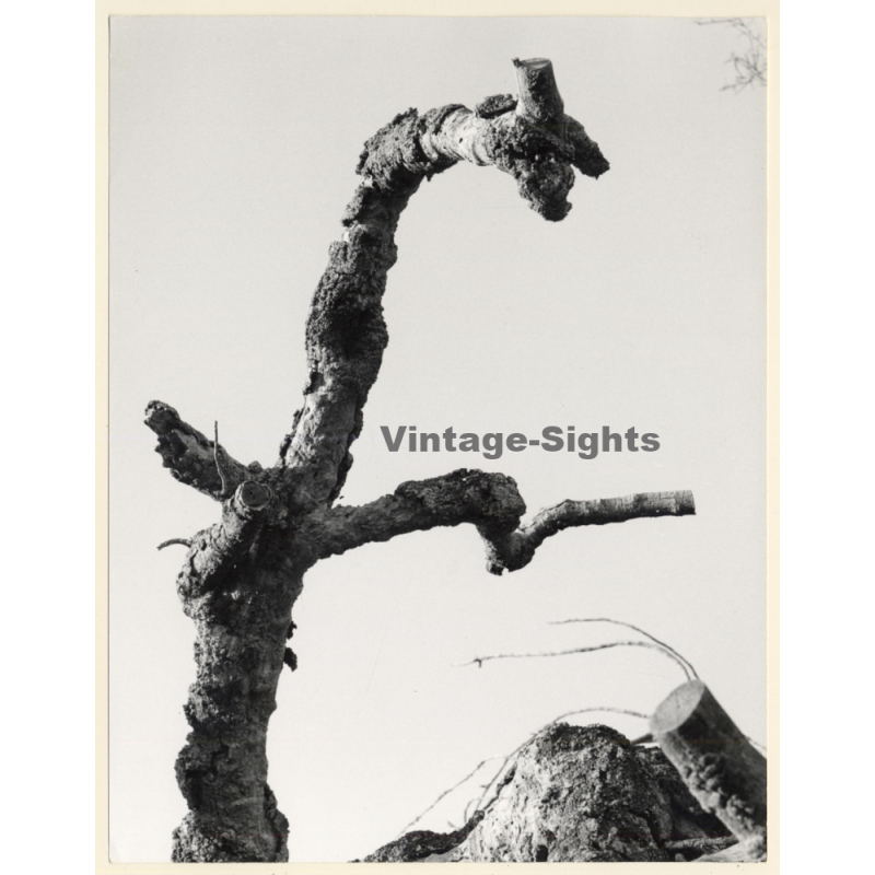 Mallorca: Great Take Of Dead Oak Tree (Vintage Photo ~1960s)