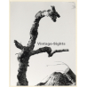 Mallorca: Great Take Of Dead Oak Tree (Vintage Photo ~1960s)