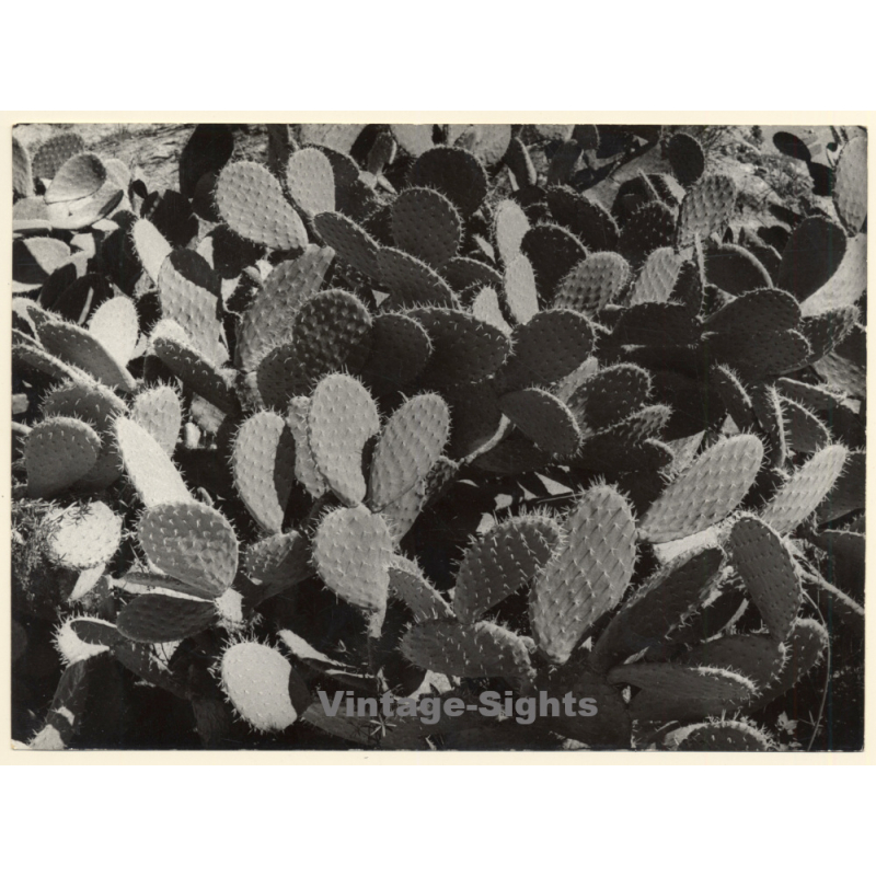 Mallorca: Detail Of Large Prickly Pear Cactus / Feigenkaktus (Vintage Photo ~1960s)