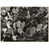 Mallorca: Detail Of Large Prickly Pear Cactus / Feigenkaktus (Vintage Photo ~1960s)