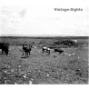 N'Djili - Kimpoko - Léopodville / Congo: Cows Out In The Steppe / Cattle (Vintage Stereo Glass Plate 1934)
