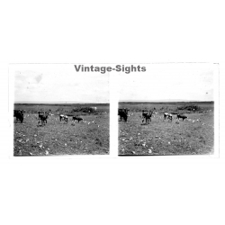 N'Djili - Kimpoko - Léopodville / Congo: Cows Out In The Steppe / Cattle (Vintage Stereo Glass Plate 1934)