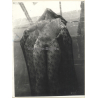 Erotic Study by Pjotr Van Moock: Beautiful Busty Nude Behind Lace Cloth*2 (Vintage XL Photo 40 x 30 CM 1980s)