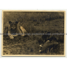 2 Lionesses Lingering In Steppe / Africa - Congo? (Vintage Photo B/W ~1930s1940s)