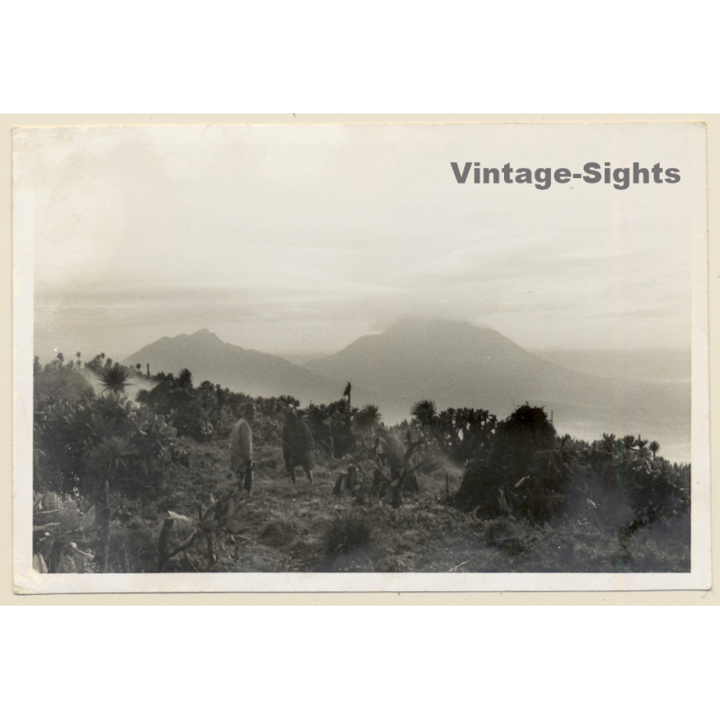 Congo Belge: Mount Bisoke (Visoke) Camp Et Karisimbi  (Vintage Photo 1953)