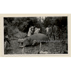 Congo Belge: Killed Rhinocerus - Big Game Hunting (Vintage Photo ~1940s/1950s)