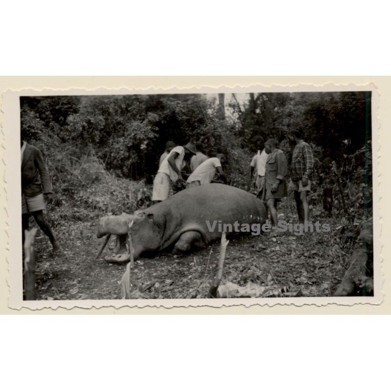 Congo Belge: Killed Rhinocerus - Big Game Hunting (Vintage Photo ~1940s/1950s)