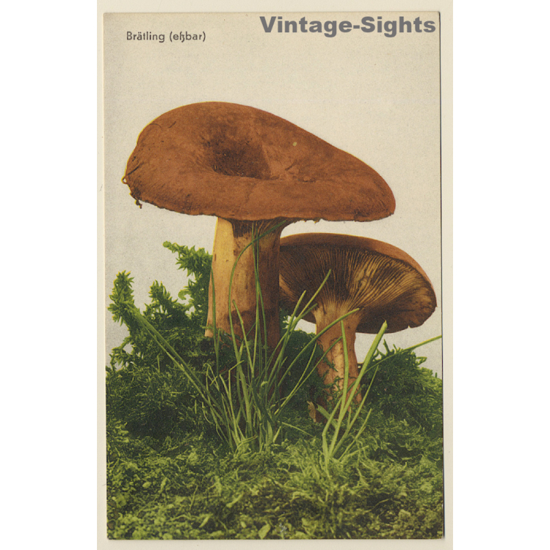 Mushroom / Pilz: Brätling (Eßbar)  (Vintage PC 1953)