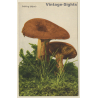 Mushroom / Pilz: Brätling (Eßbar)  (Vintage PC 1953)