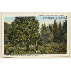 Panama: Naranjal - Orange Grove  (Vintage PC 1925)