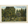 Panama: Naranjal - Orange Grove  (Vintage PC 1925)