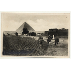 Lehnert & Landrock: Natives Ploughing The Field (Vintage RPPC 1920s/1930s)