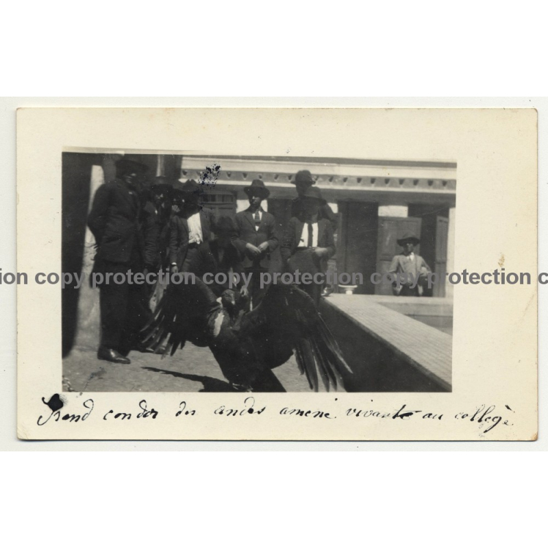 Junin / Peru: Big Condor In Schoolyard Of Colegio (Vintage RPPC 1922)