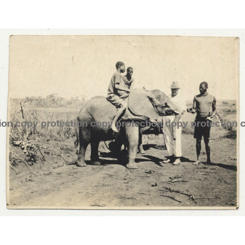 Native Congolese Guys Train Young Elephant / Steppe (Vintage Photo ~1940s/1950s) Native Congolese Guys Train Young Elephant / Steppe (Vintage Photo ~1940s/1950s)